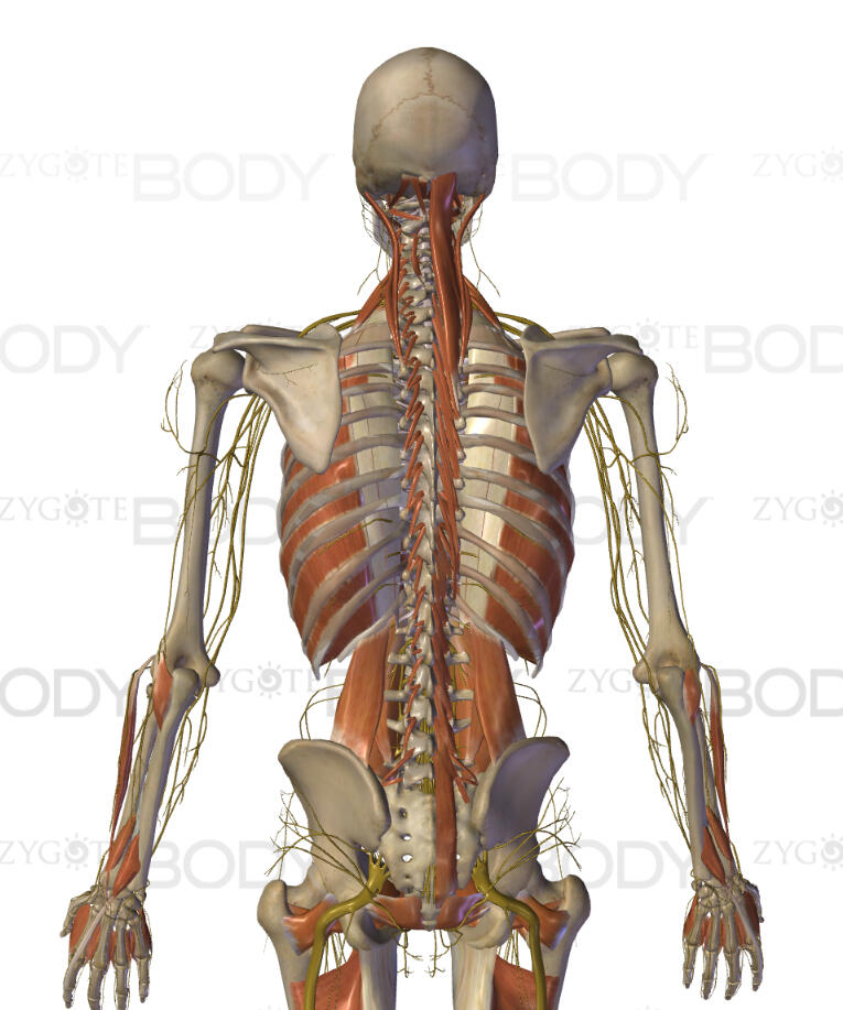 Skeletal anatomy